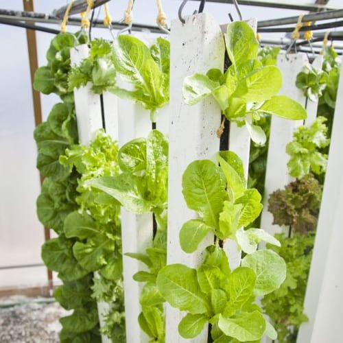 How to Build Your Aeroponic Tower Garden: A Step-by-Step Tutorial