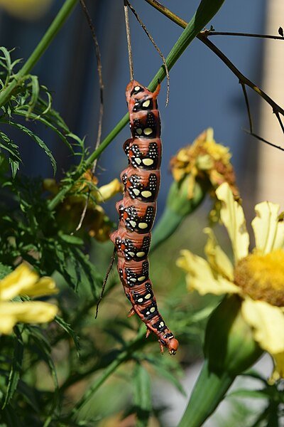 10 Common Insects and Animals That Feed on Your Marigolds