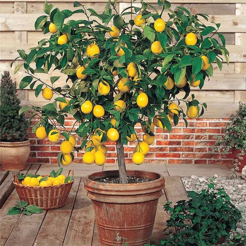 Comparing Meyer Lemon Tree Sizes: Which One Is Right for You?