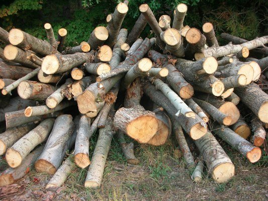 Does Poplar Deserve a Place in Your Woodpile?