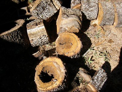 Everything About Burning Oak: Heat, Burn Time, Smoke, & Quality