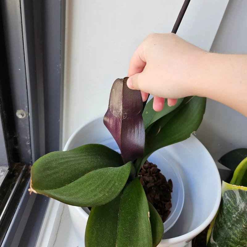 Purple Panic? Your Orchid’s Leaves Are Telling a Story