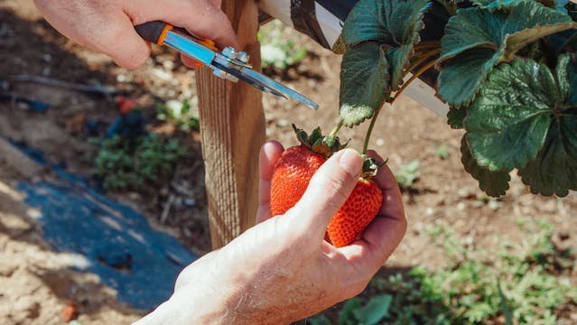 Why Are My Strawberries Bland? Tips to Avoiding Watery Berries