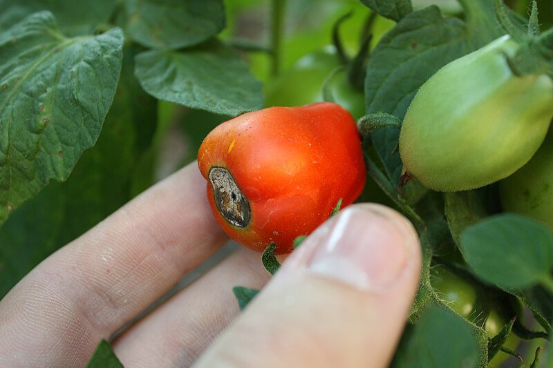 Why Your Tomatoes Fail: The Calcium Connection