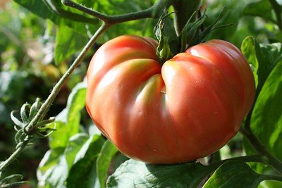 Best Tomato Varieties for Cross-Pollination and Enhanced Breeding Potential