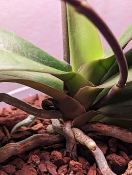 The Ultimate Guide to Orchid Flower Spike Problems