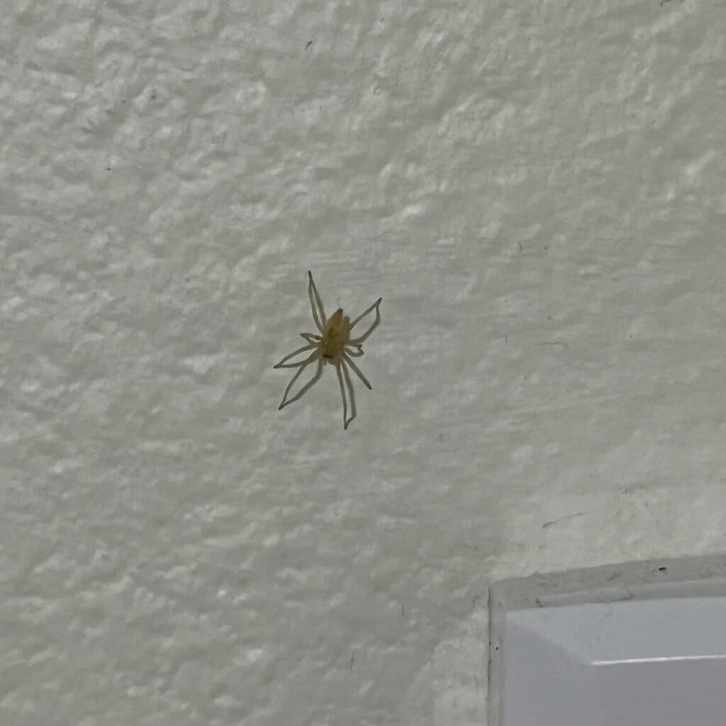 What Are Those White Spiders in My Home & How to Handle Them