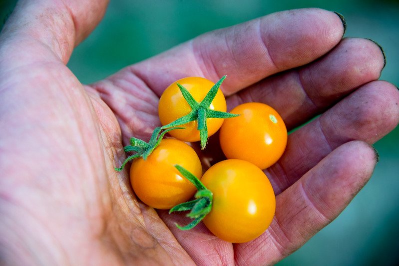 Which Among These 3 Cherry Tomatoes Will Win in Your Garden?