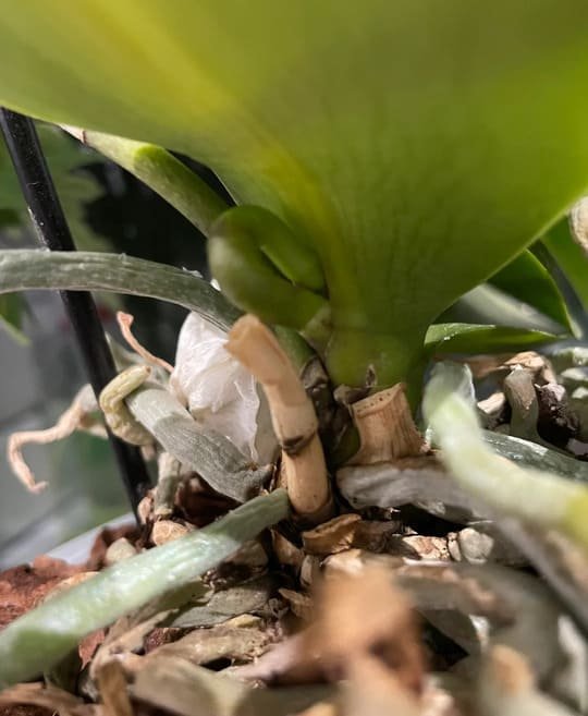 Why Are My Orchid Spikes Curling & How to Fix Them