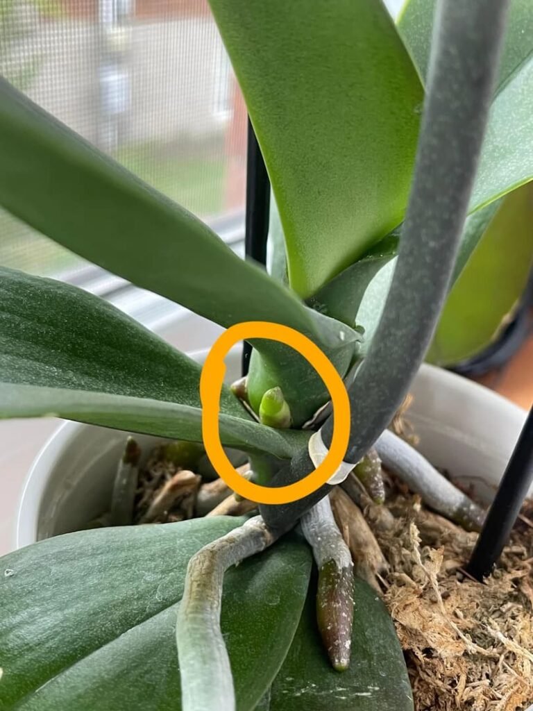 Why Is My Orchid Spike Not Growing? Causes and Solutions