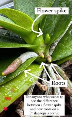 Root or Spike? How to Recognize Your Orchid’s New Growth